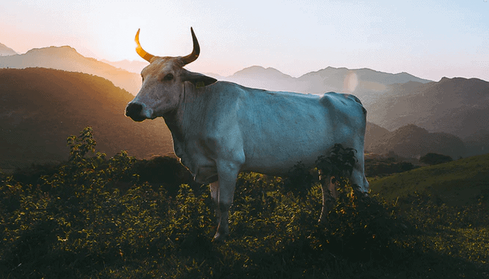 bullish_week_voor_bitcoin_john_bekijkt_ethereum_cardano_solana_ren_vechain