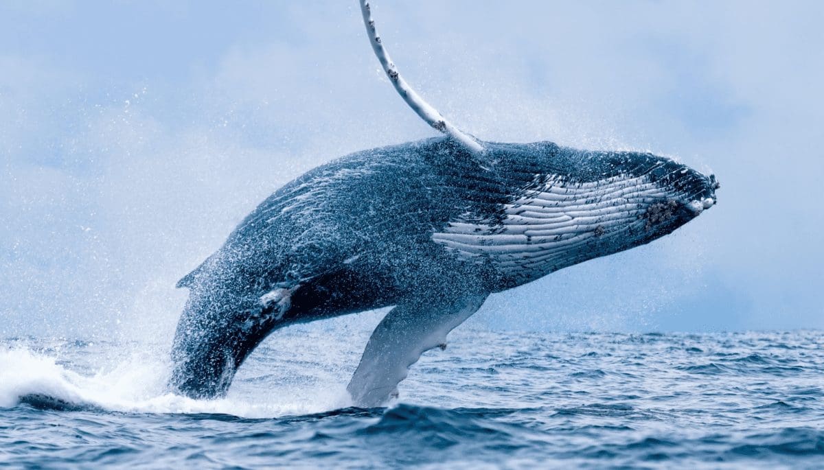 Bitcoin whales slaan in: grote beurs ziet laagste voorraad in 9 jaar Bitcoin whales slaan in: grote beurs ziet laagste voorraad in 9 jaar