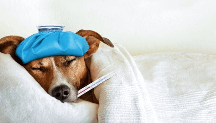 zieke-hond Ethereum medeoprichter: Crypto zakt omdat 't "staart van zieke hond" is