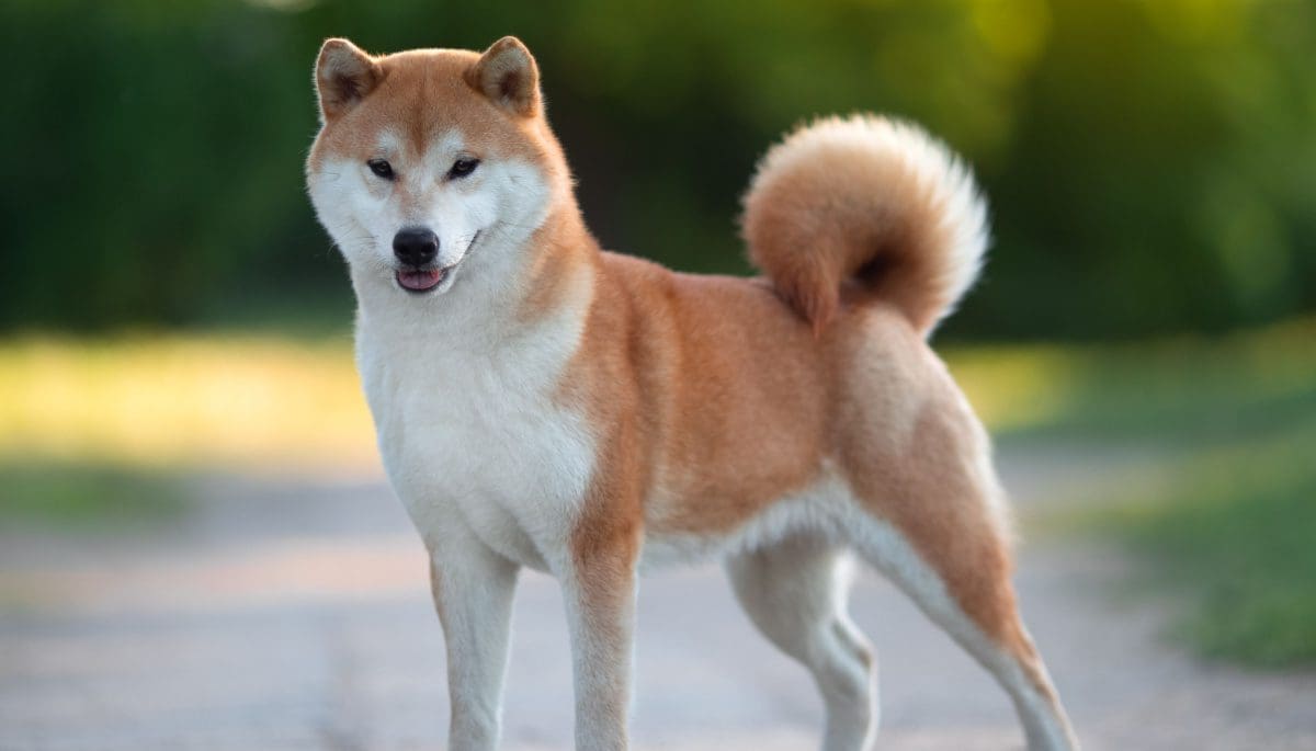 Shutterstock_2041211705 Shiba Inu’s Shibarium: hoe presteert het nieuwe crypto netwerk?