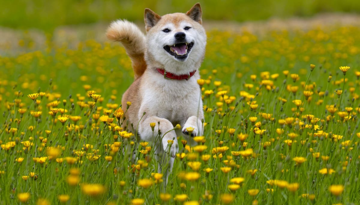Shiba Inu blijft verbazen_ gigantische stijging in 24 uur Shiba Inu blijft verbazen: gigantische stijging in 24 uur