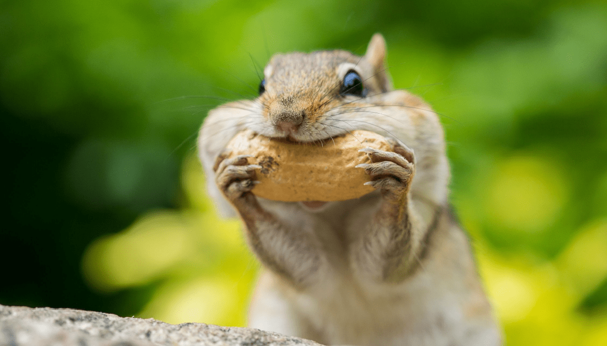 Waarom stijgt Peanut the Squirrel met 1600% in een week? Waarom stijgt Peanut the Squirrel met 1600% in een week?