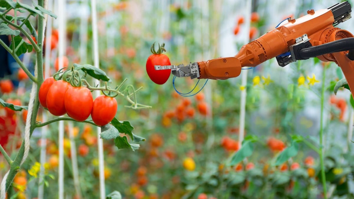 Robot verzorgt tomatenplant Un projet d’IA autour d’une tomate rapporte 100 000 euros en crypto à son créateur