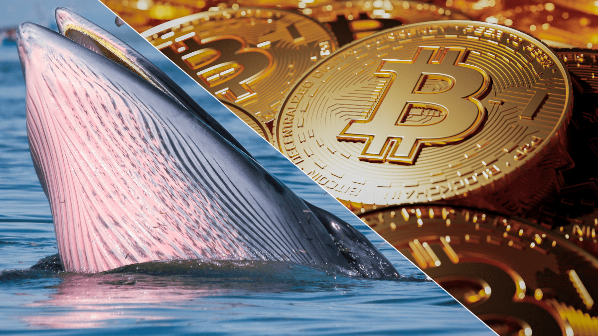 Foto van bitcoin munten en een walvis Foto van bitcoin munten en een walvis