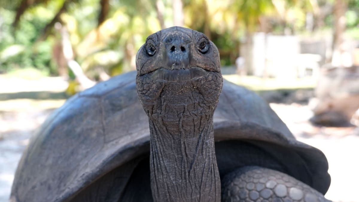 schildpad op de Seychelles