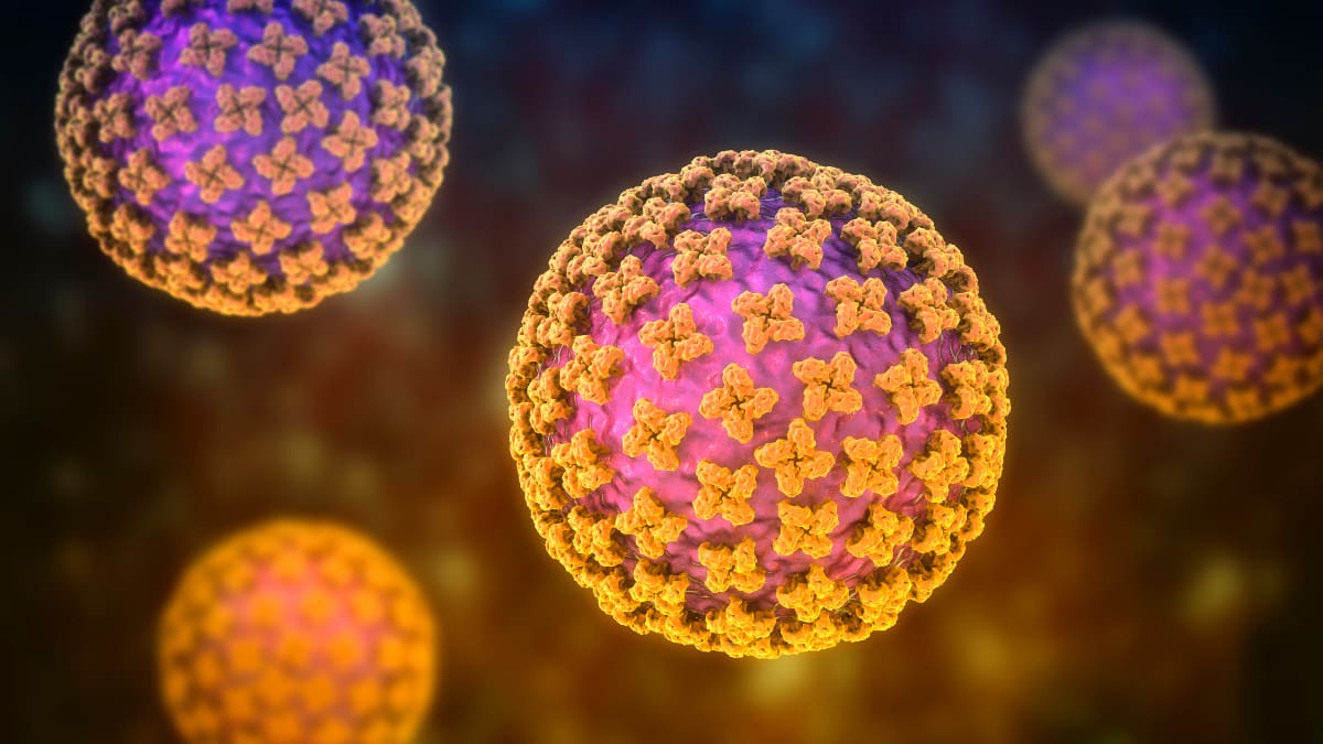 Afbeelding van het Hantavirus Afbeelding van het Hantavirus