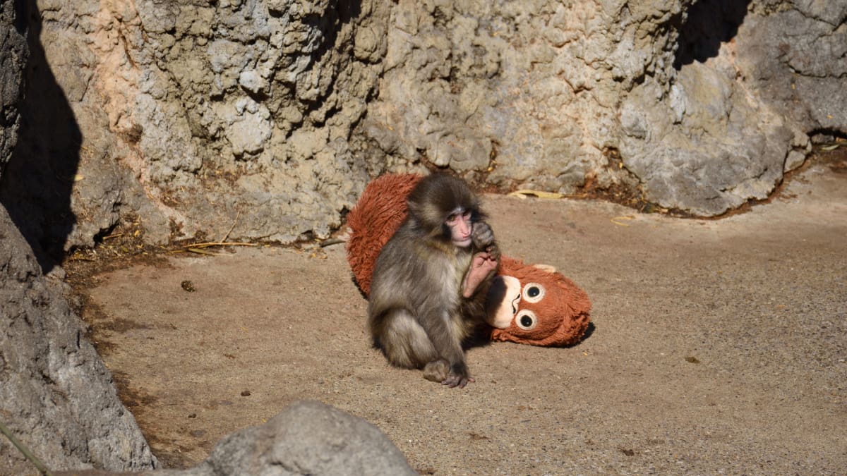 Een afbeelding van de beroemde makaak Punch met zijn knuffel Orang Oetan in een apenreservaat in een Japanse dierentuin Een afbeelding van de beroemde makaak Punch met zijn knuffel Orang Oetan in een apenreservaat in een Japanse dierentuin